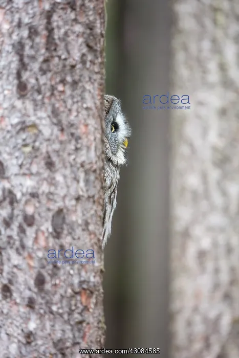 : Great Grey Owl : Great Grey Owl
