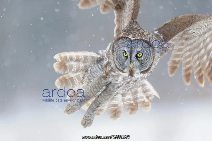 : Great grey owl : Great grey owl