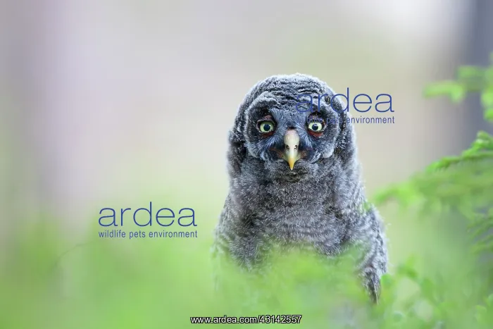  : Great Grey Owl
