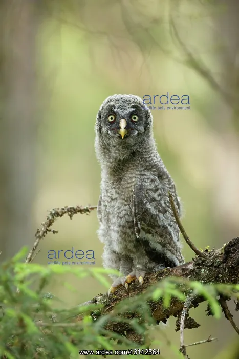 : Great Grey Owl : Great Grey Owl