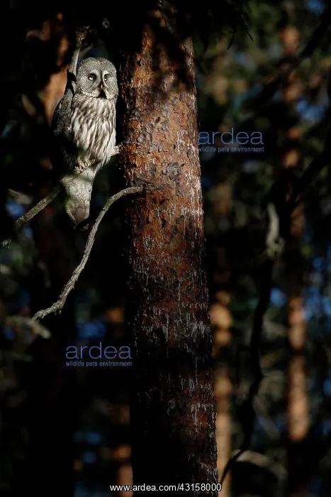 : Great Grey Owl : Great Grey Owl