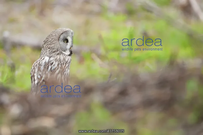 : Great Grey Owl : Great Grey Owl