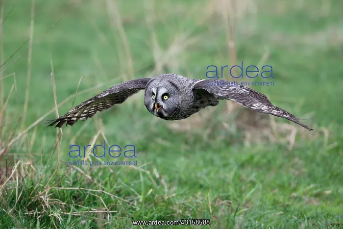 : Great Grey Owl : Great Grey Owl