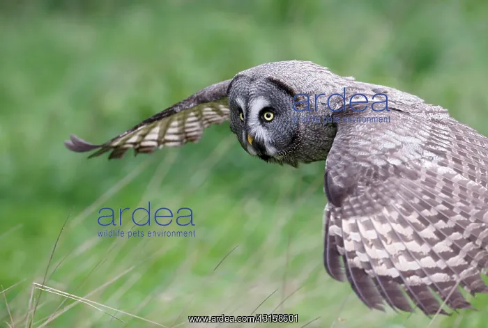: Great Grey Owl : Great Grey Owl