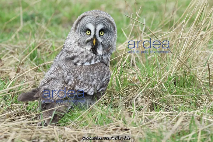 : Great Grey Owl : Great Grey Owl