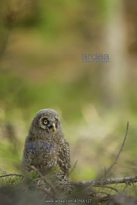 : Great Grey Owl : Great Grey Owl