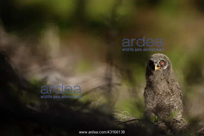 : Great Grey Owl : Great Grey Owl