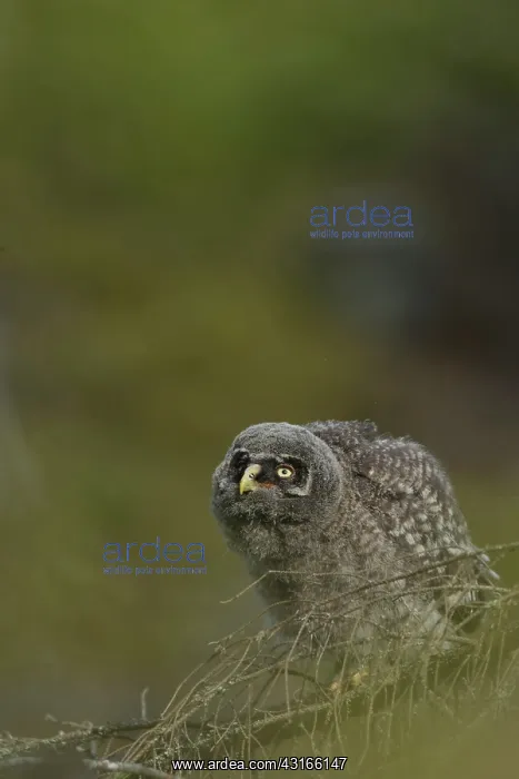 : Great Grey Owl : Great Grey Owl