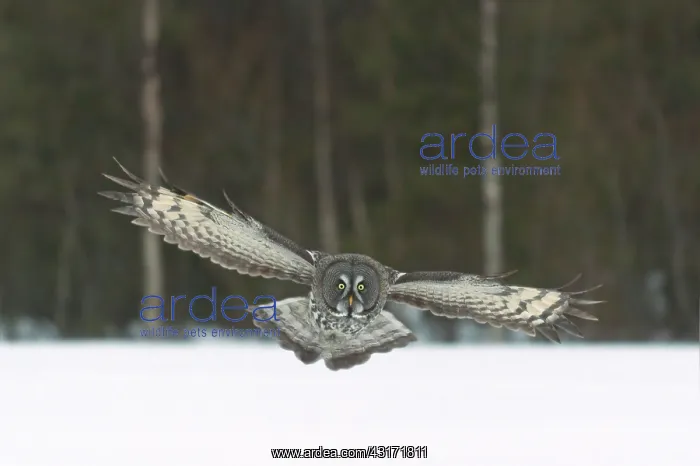 : Great Grey Owl : Great Grey Owl