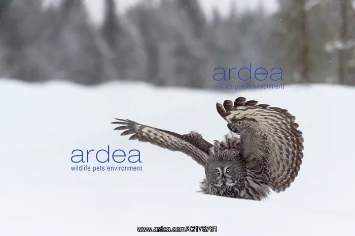 : Great Grey Owl : Great Grey Owl