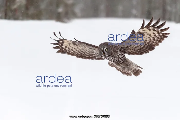 : Great Grey Owl : Great Grey Owl
