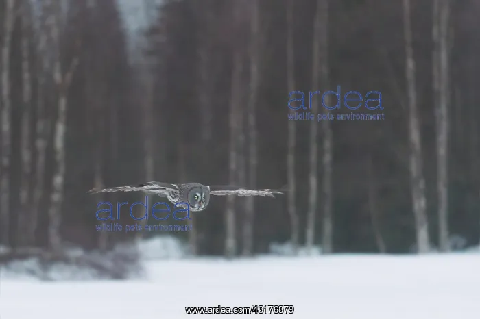 : Great Grey Owl : Great Grey Owl