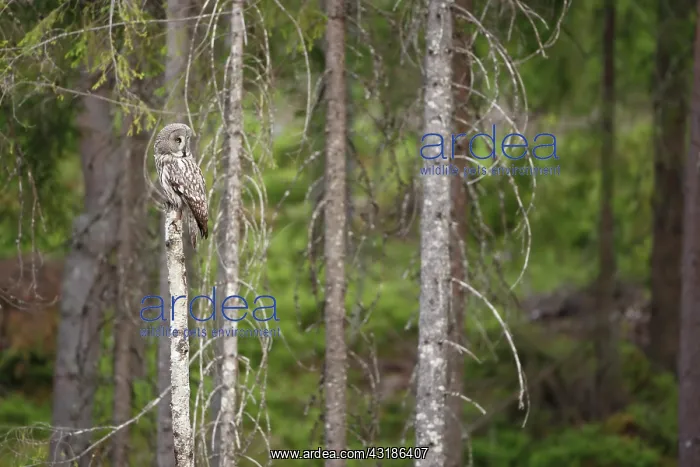 : Great Grey Owl : Great Grey Owl