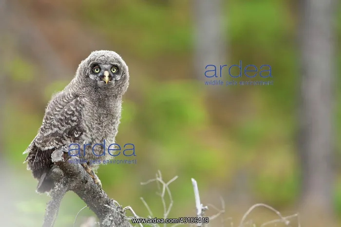 : Great Grey Owl : Great Grey Owl