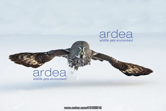 : Great Grey Owl : Great Grey Owl