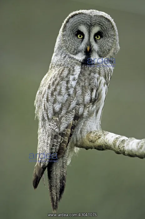  : Great Grey Owl adult