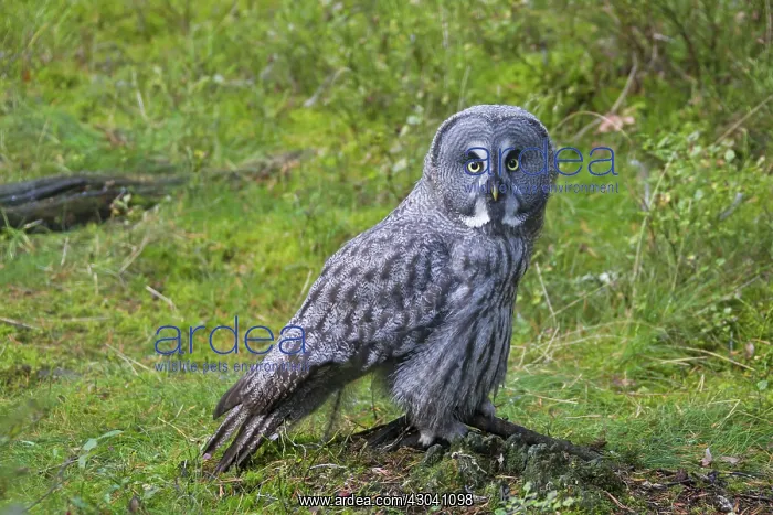  : Great Grey Owl adult
