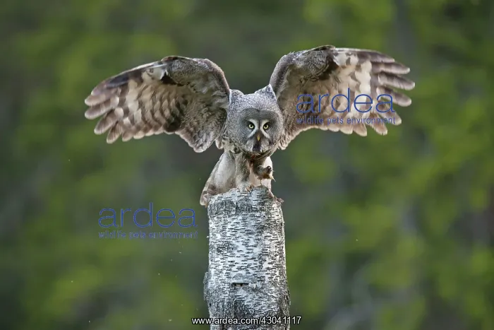  : Great Grey Owl adult