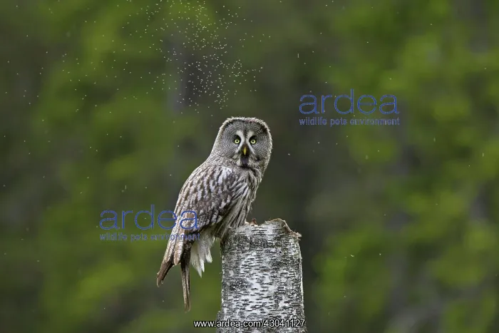  : Great Grey Owl adult