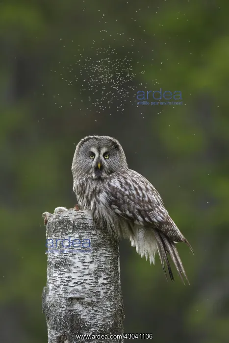  : Great Grey Owl adult