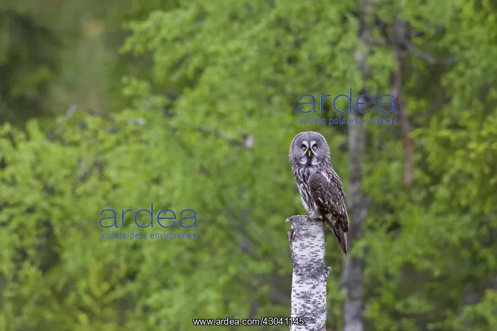  : Great Grey Owl adult