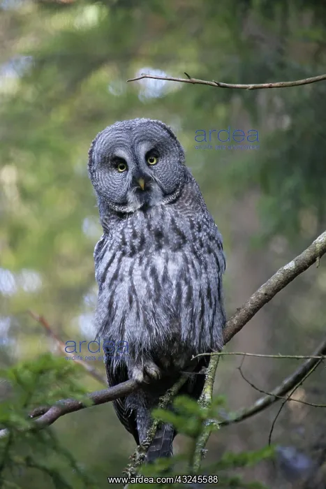  : Great Grey Owl adult