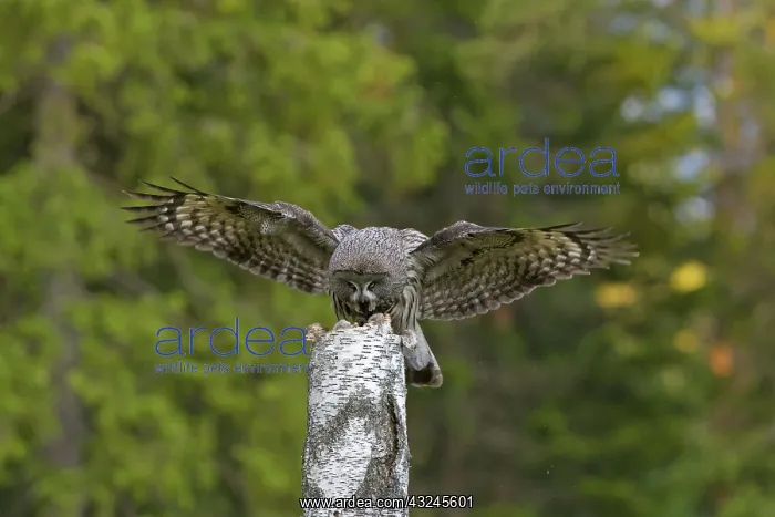  : Great Grey Owl adult