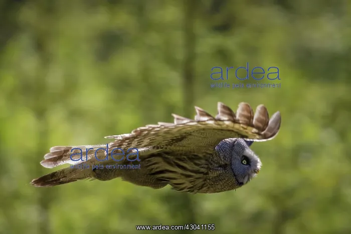  : Great Grey Owl adult in flight
