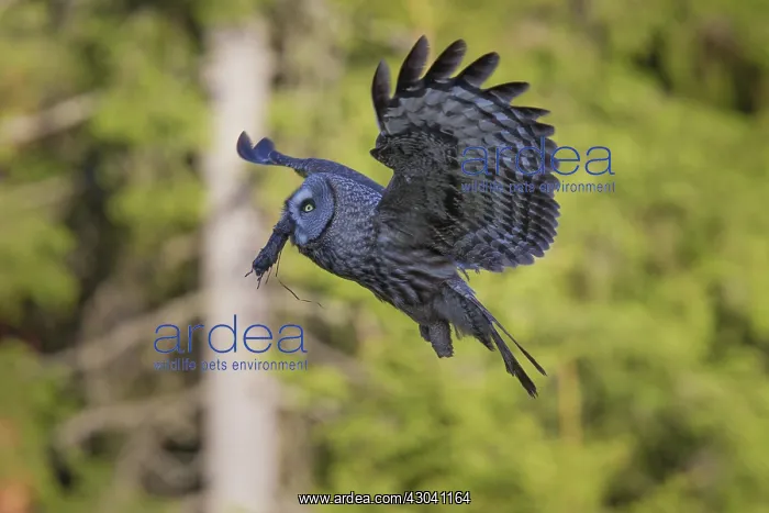 : Great Grey Owl adult in flight with prey : Great Grey Owl adult in flight with prey