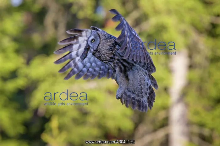 : Great Grey Owl adult in flight with prey : Great Grey Owl adult in flight with prey