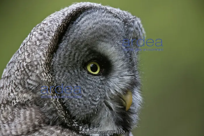 : Great Grey Owl adult portrait