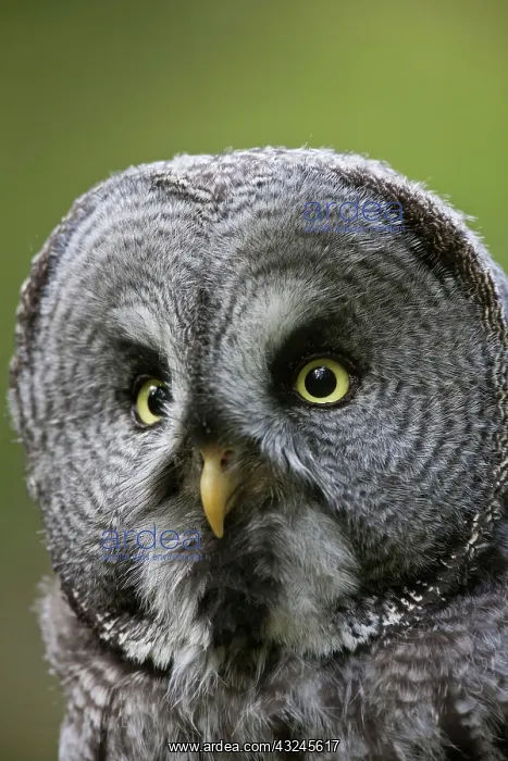  : Great Grey Owl adult portrait