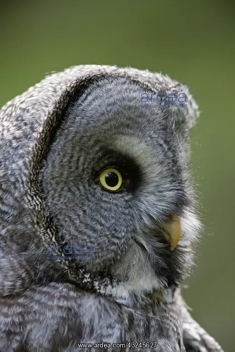  : Great Grey Owl adult portrait