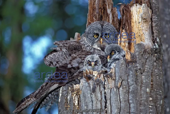 : Great Grey Owl with two chicks in nest on broken poplar tree : Great Grey Owl with two chicks in nest on broken poplar tree