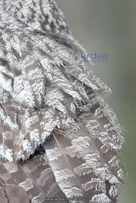 : Great Grey Owl - close-up of feathers : Great Grey Owl - close-up of feathers
