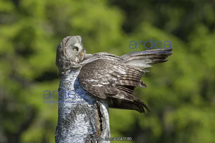 : Great Grey Owl female with young at nest in : Great Grey Owl female with young at nest in