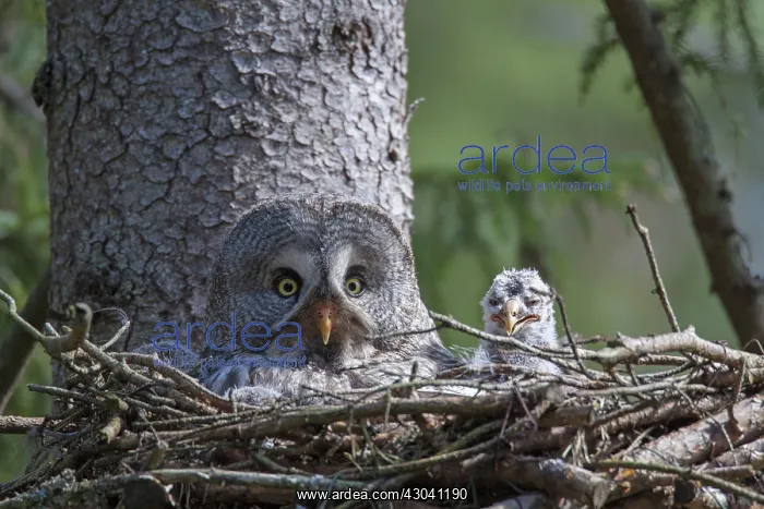 : Great Grey Owl female with young at nest : Great Grey Owl female with young at nest