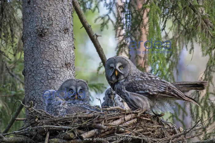 : Great Grey Owl female with young at nest : Great Grey Owl female with young at nest