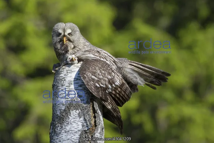  : Great Grey Owl female with young at nest in