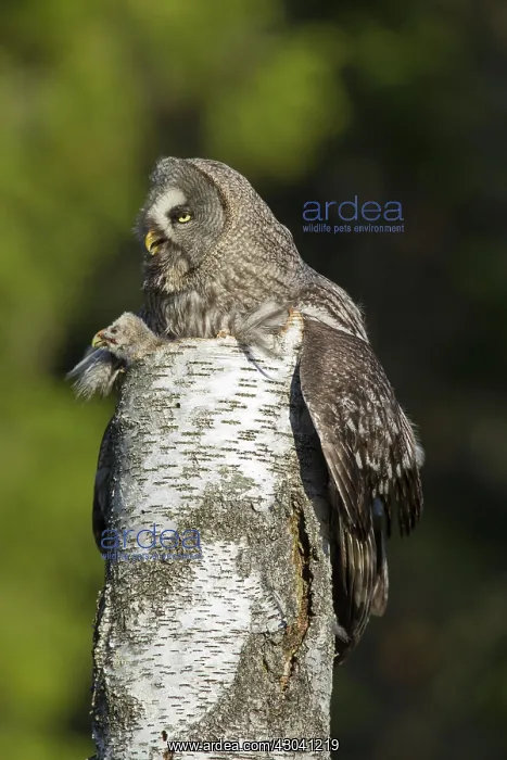 : Great Grey Owl female with young at nest in : Great Grey Owl female with young at nest in