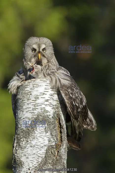: Great Grey Owl female with young at nest in : Great Grey Owl female with young at nest in