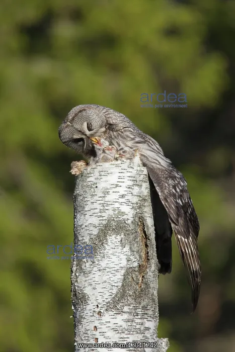 : Great Grey Owl female with young at nest in : Great Grey Owl female with young at nest in
