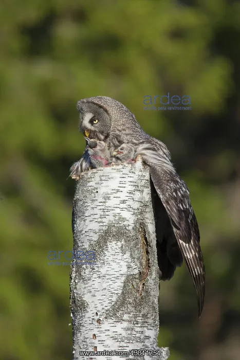 : Great Grey Owl female with young at nest in : Great Grey Owl female with young at nest in