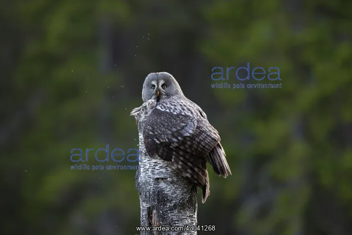 : Great Grey Owl female with young at nest in : Great Grey Owl female with young at nest in
