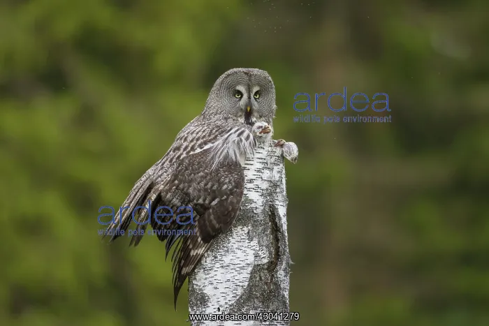 : Great Grey Owl female with young at nest in : Great Grey Owl female with young at nest in