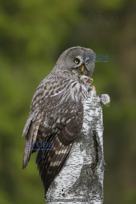 : Great Grey Owl female with young at nest in : Great Grey Owl female with young at nest in