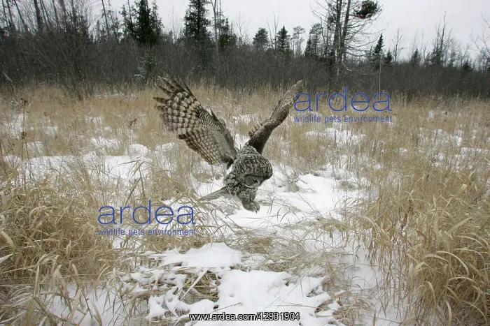 : Great Grey Owl - flight : Great Grey Owl - flight