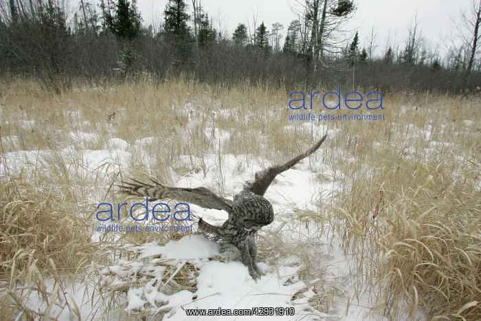 : Great Grey Owl - flight : Great Grey Owl - flight