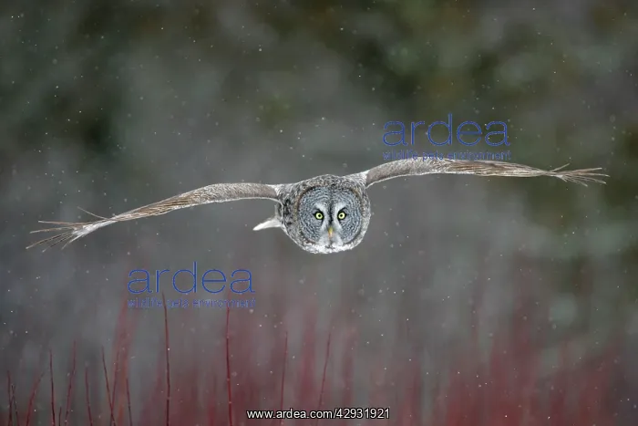 : Great Grey Owl - flight : Great Grey Owl - flight