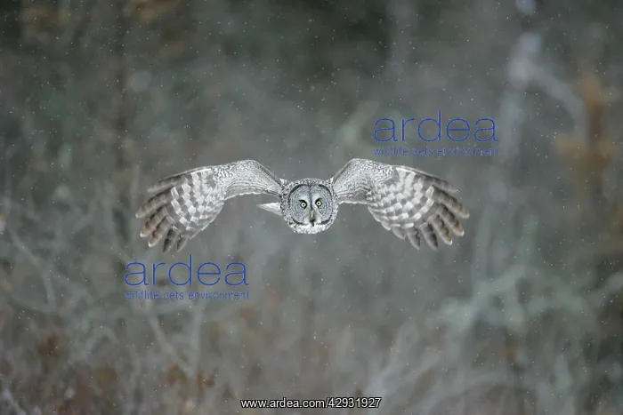 : Great Grey Owl - flight : Great Grey Owl - flight